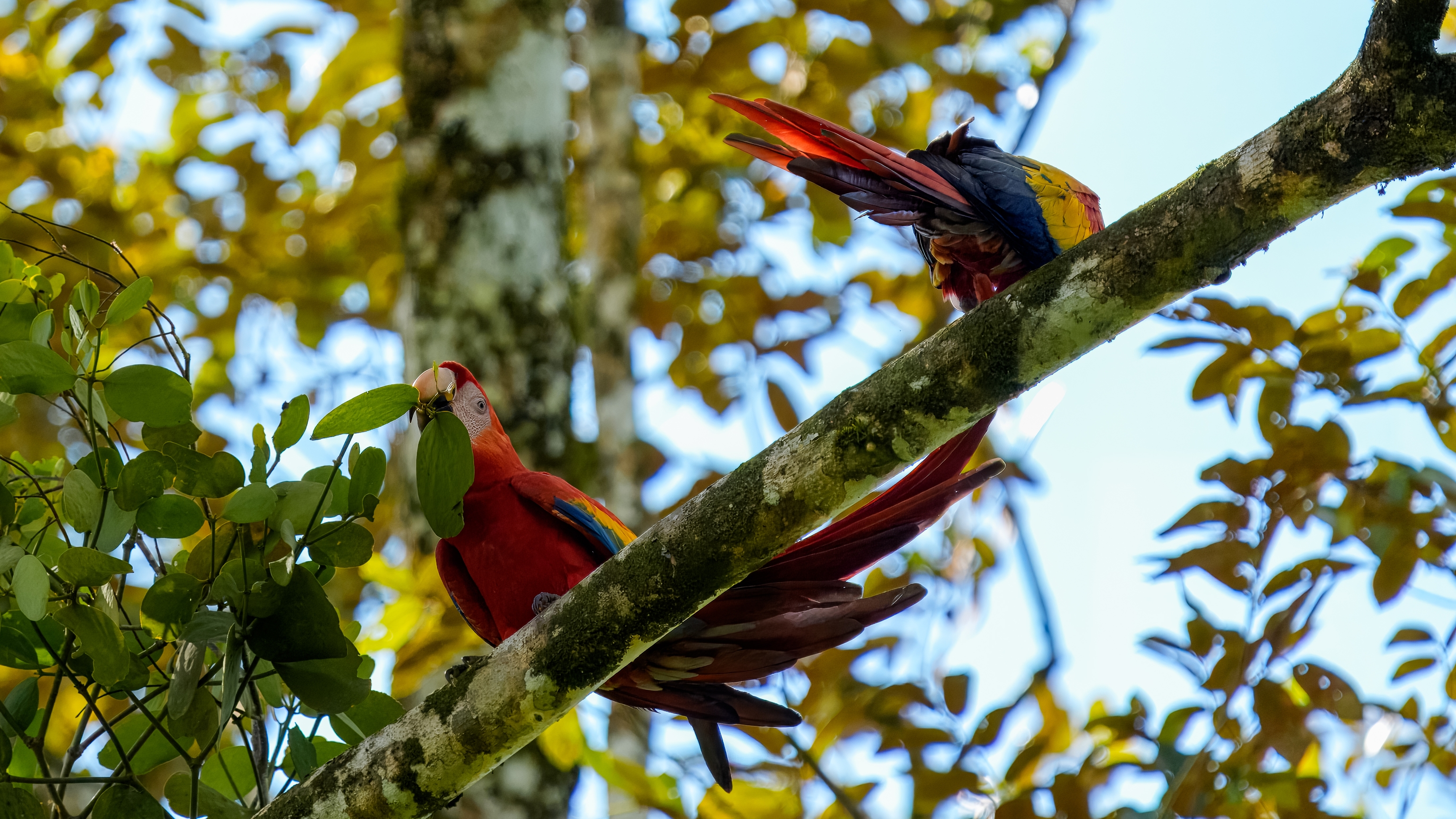 Costa Rica 2024 12 14 13 30 08 ILCE 9M3 20018_02_02_2025